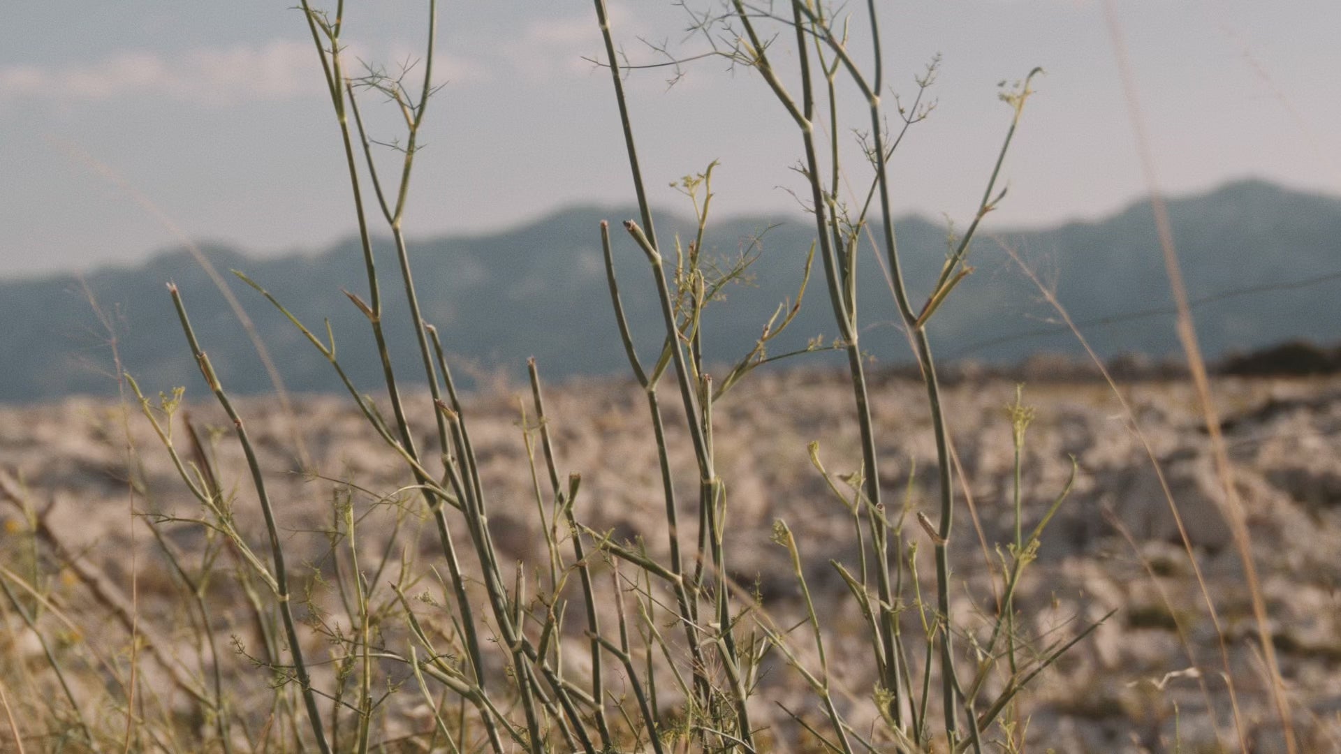 VEGA TT LTWOO ER9 Full Carbon with Disc Carbon Wheel